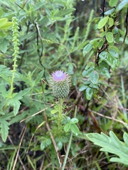 Cirsium discolor
