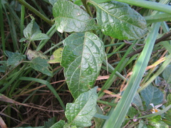 Solanum furcatum