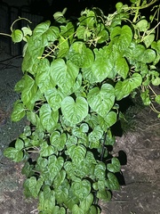 Ipomoea alba