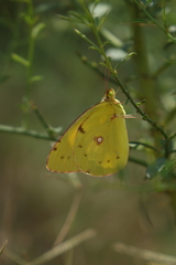 Colias erate