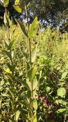 Silphium integrifolium