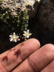 Saxifraga bronchialis