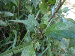 Solanum furcatum