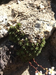 Saxifraga bronchialis