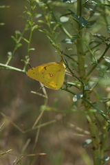 Colias erate