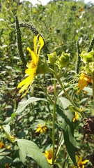 Silphium integrifolium