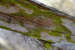 Chrysothrix candelaris