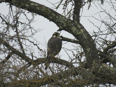 Falco femoralis