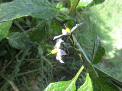 Solanum furcatum