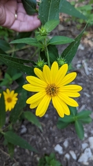 Helianthus divaricatus