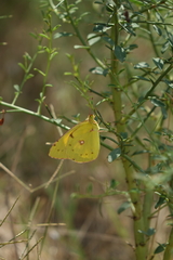 Colias erate