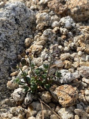 Draba asterophora