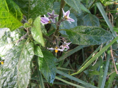 Solanum furcatum