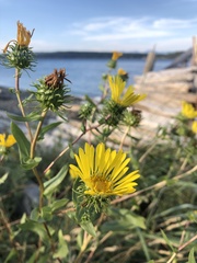 Grindelia integrifolia