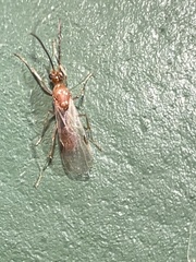 Brachyponera chinensis