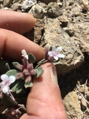 Collomia debilis