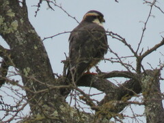 Falco femoralis