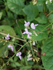 Hylodesmum glutinosum
