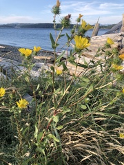 Grindelia integrifolia