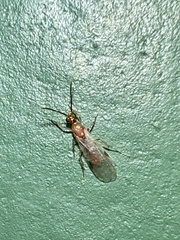 Brachyponera chinensis