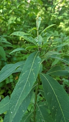 Verbesina alternifolia