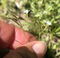 Polemoniaceae