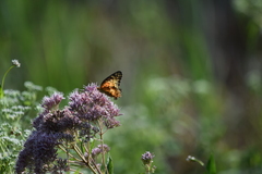 Euptoieta claudia