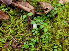 Gaultheria hispidula