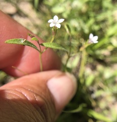 Polemoniaceae