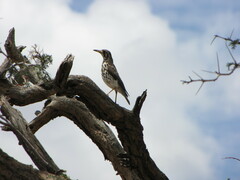 Turdus litsitsirupa
