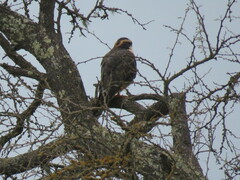 Falco femoralis