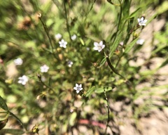 Polemoniaceae