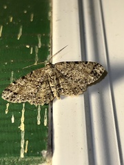 Melanolophia canadaria