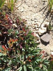 Sibbaldia procumbens