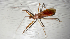 Rocconota annulicornis