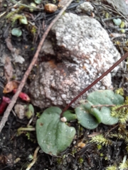 Cyrtostylis reniformis