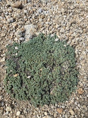 Podistera nevadensis