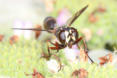 Physocephala marginata
