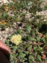 Eriogonum flavum