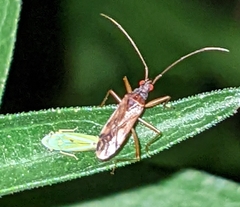 Graphocephala