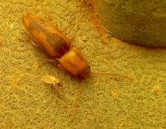 Conoderus vespertinus