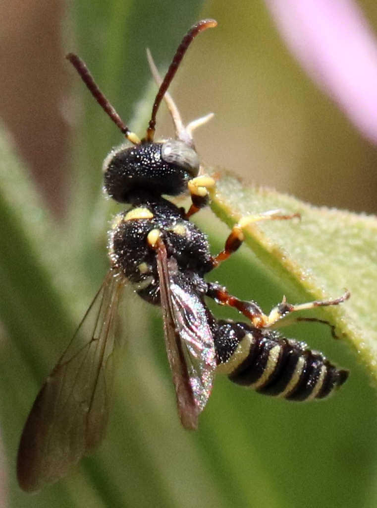 Weevil Wasps and Allies from Lubbock Lake, Landmark, Lubbock, TX, USA ...