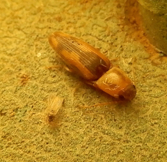 Conoderus vespertinus