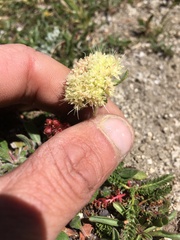 Eriogonum flavum