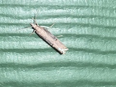 Parapediasia teterrellus