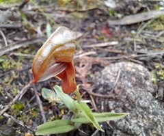 Pterostylis sanguinea