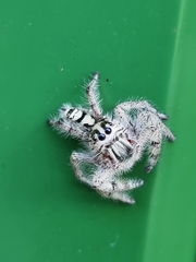 Hyllus diardi