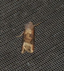 Agrotis ipsilon