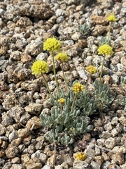 Eriogonum rosense