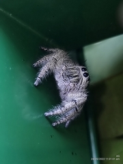Hyllus diardi
